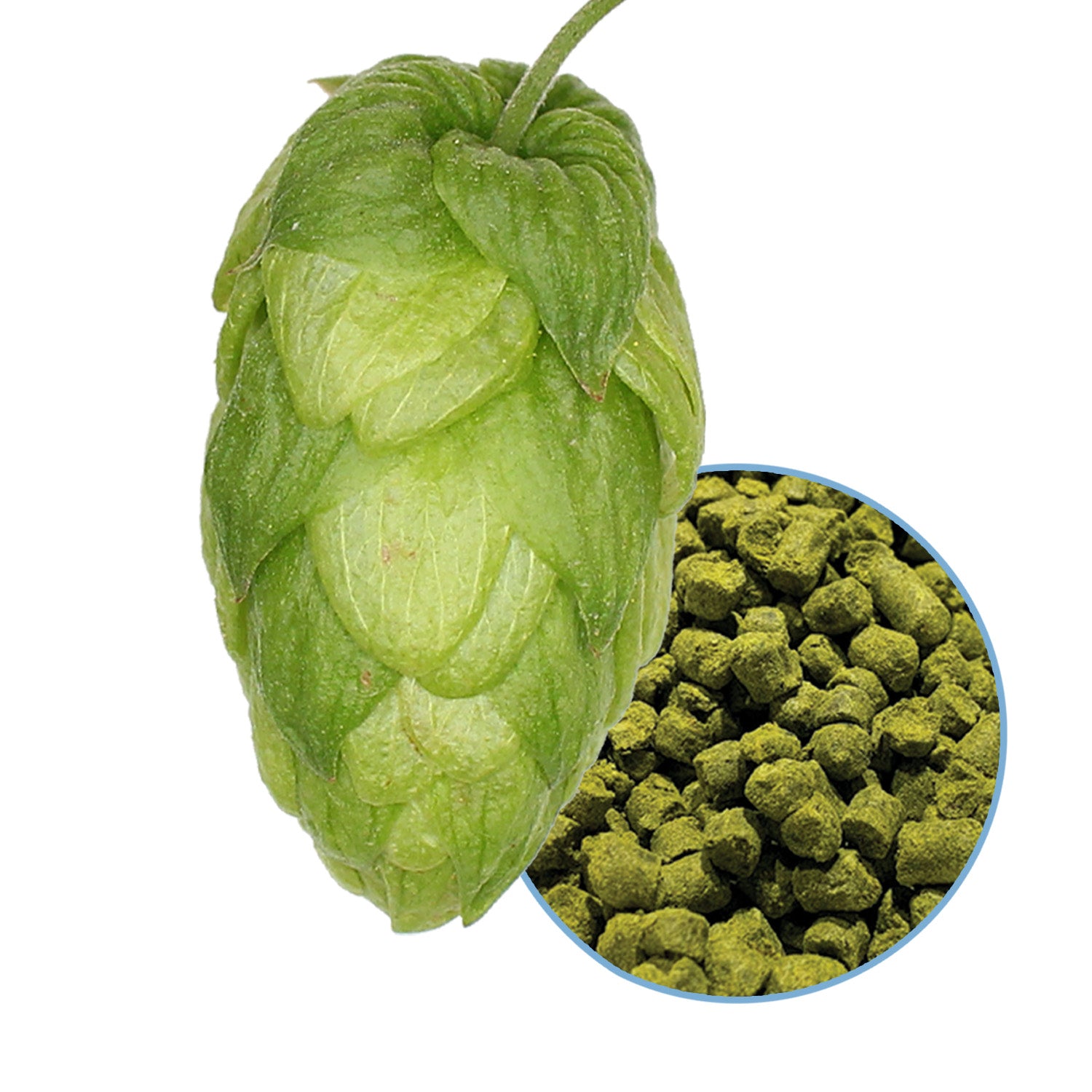 ドイツのシュパルトペレットホップ5ポンド ArtisanHops German Spalt